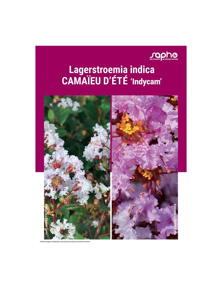 LAGERSTROEMIA INDICA "Camaïeu d'Eté"