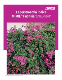 LAGERSTROEMIA INDICA "Mimie® Fuchsia"
