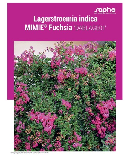 LAGERSTROEMIA INDICA "Mimie® Fuchsia"