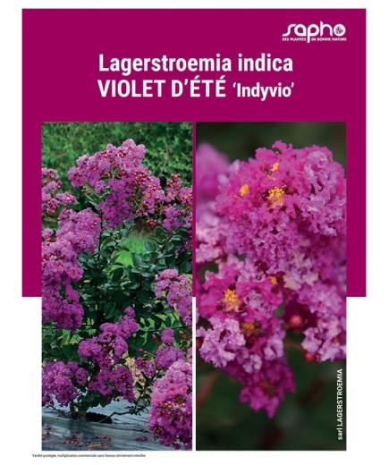 LAGERSTROEMIA INDICA "Violet d'Eté"
