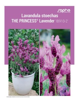 LAVANDULA STOECHAS "The Princess® Lavender"