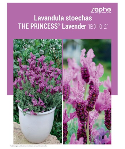 LAVANDULA STOECHAS "The Princess® Lavender"