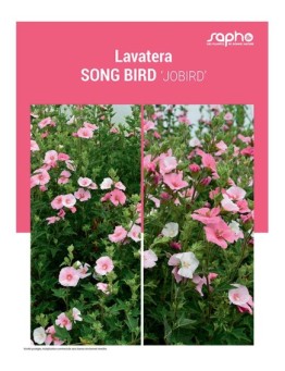 LAVATERA "Song Bird"
