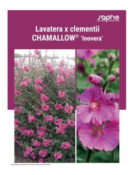 LAVATERA X CLEMENTII "Chamallow®"
