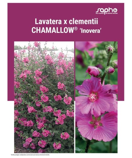 LAVATERA X CLEMENTII "Chamallow®"