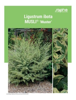 LIGUSTRUM IBOTA MUSLI®