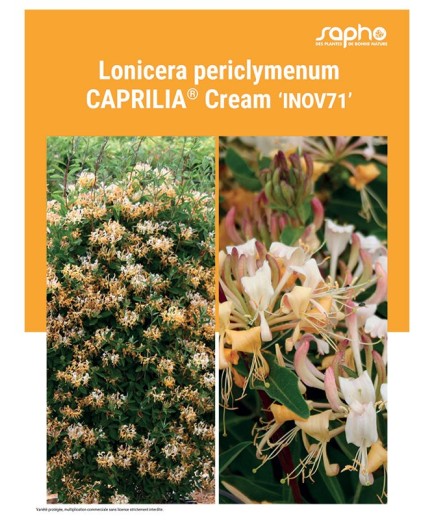 LONICERA PERICLYMENUM "Caprilia® Cream"