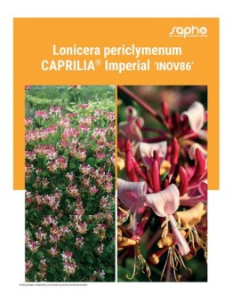 LONICERA PERICLYMENUM "Caprilia® Imperial"