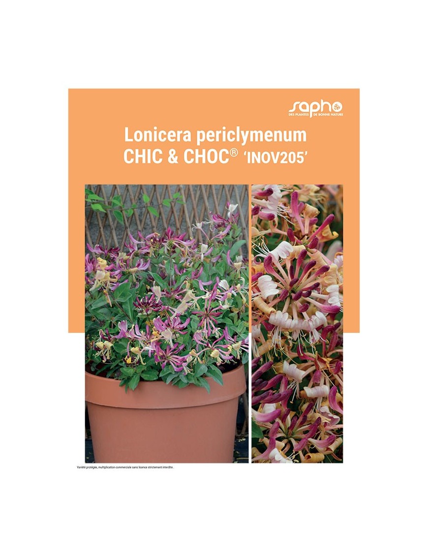 LONICERA PERICLYMENUM "Chic & Choc®"