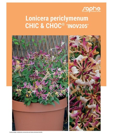 LONICERA PERICLYMENUM "Chic & Choc®"
