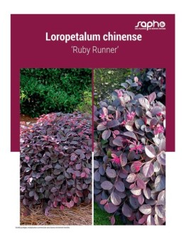 LOROPETALUM CHINENSE ‘Ruby Runner’