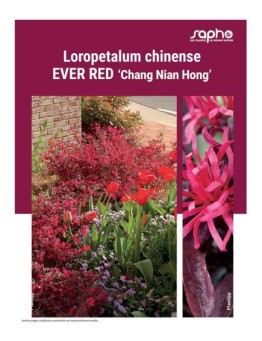 LOROPETALUM CHINENSE "Ever Red"