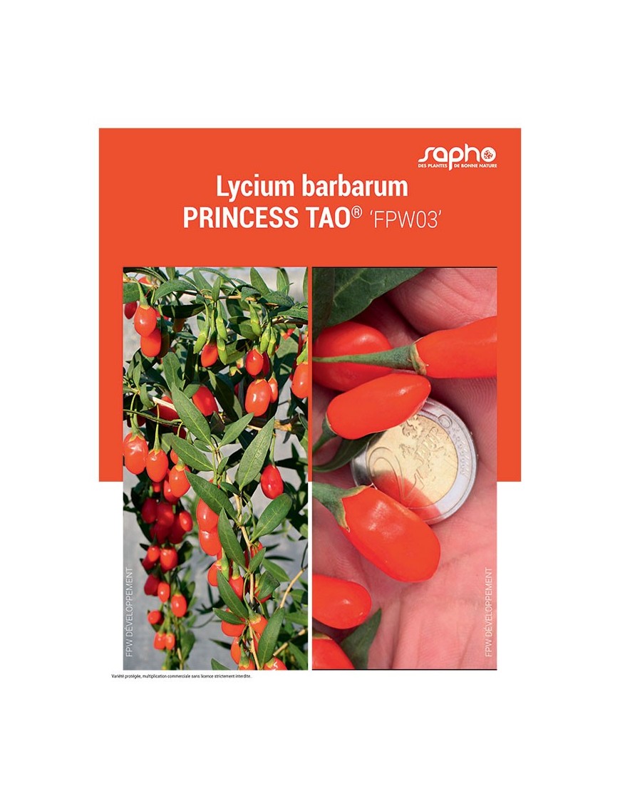 LYCIUM BARBARUM "Princess Tao®"