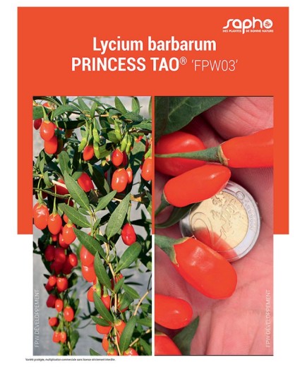 LYCIUM BARBARUM "Princess Tao®"