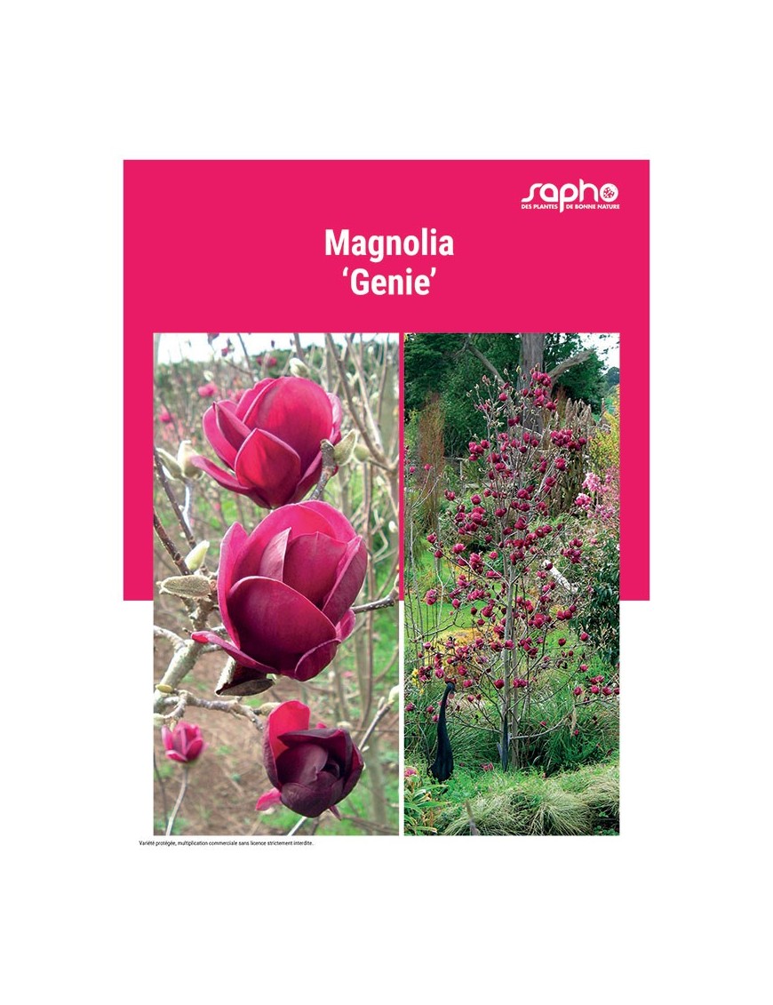MAGNOLIA GENIE