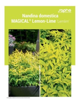 NANDINA DOMESTICA "Magical® Lemon-Lime"