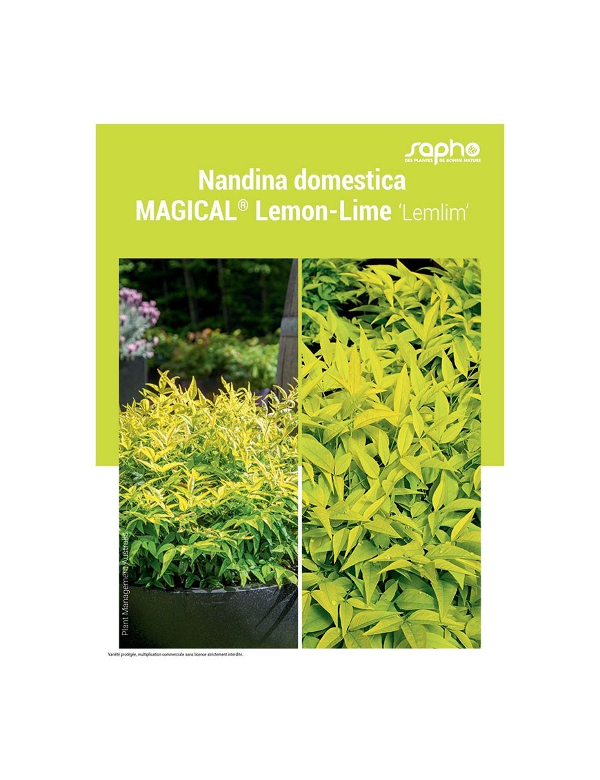 NANDINA DOMESTICA "Magical® Lemon-Lime"