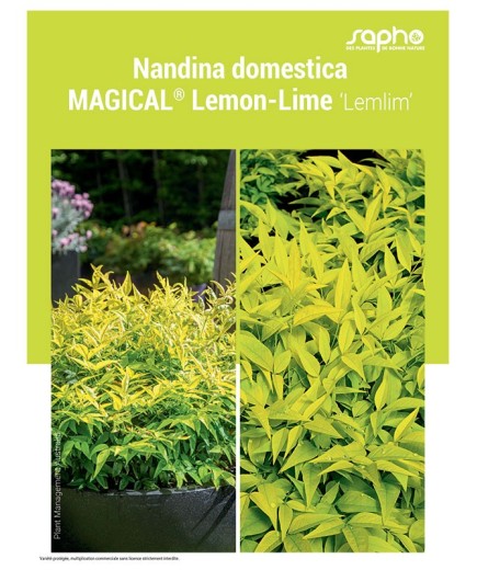 NANDINA DOMESTICA "Magical® Lemon-Lime"