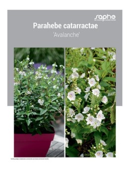 PARAHEBE CATARRACTAE