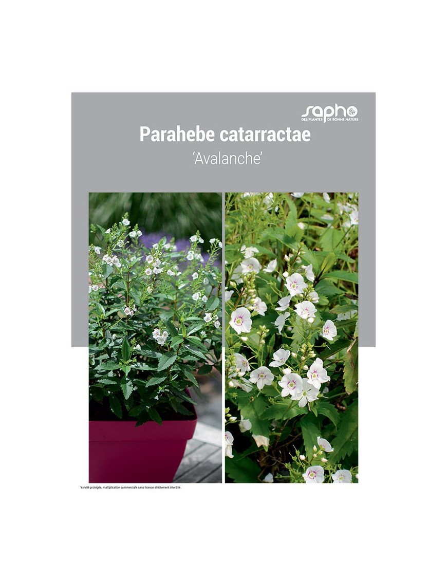 PARAHEBE CATARRACTAE