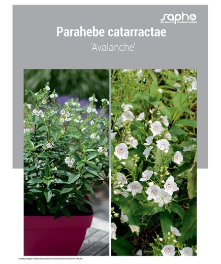 PARAHEBE CATARRACTAE
