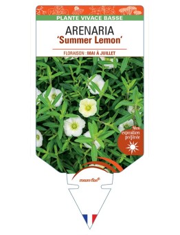 ARENARIA (montana) Summer Lemon