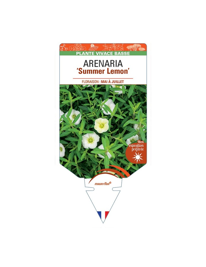 ARENARIA (montana) Summer Lemon