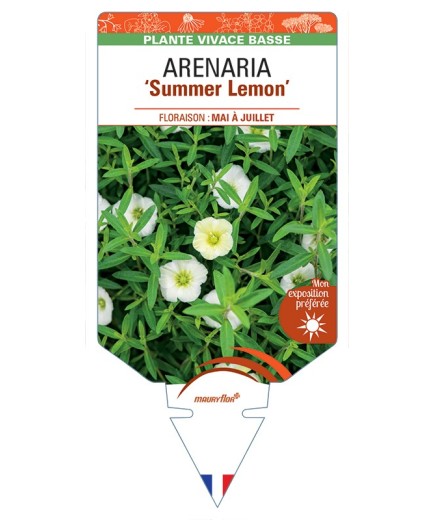 ARENARIA (montana) Summer Lemon