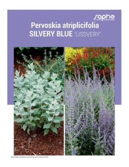 PERVOSKIA ATRIPLICIFOLIA "Silvery Blue"