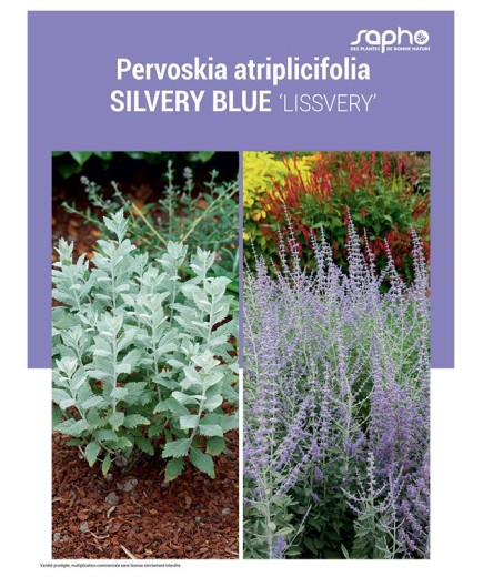 PERVOSKIA ATRIPLICIFOLIA "Silvery Blue"