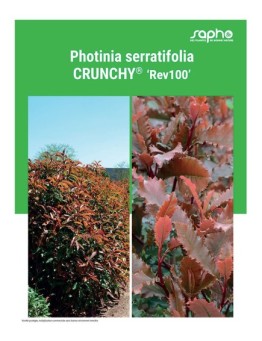 PHOTINIA SERRATIFOLIA "Crunchy®"