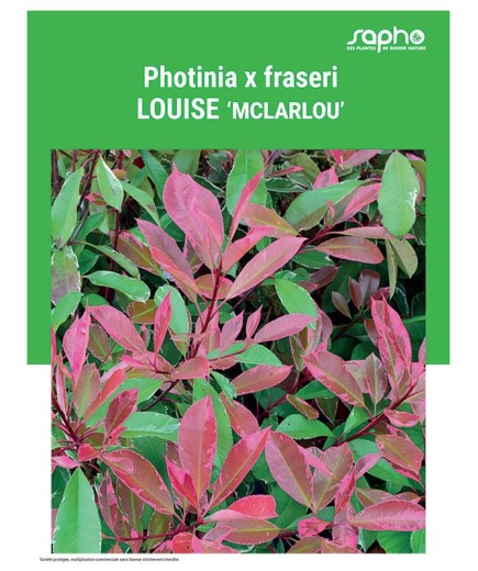 PHOTINIA X FRASERI "Louise"