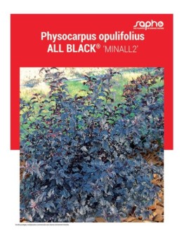PHYSOCARPUS OPULIFOLIUS "All Black®"