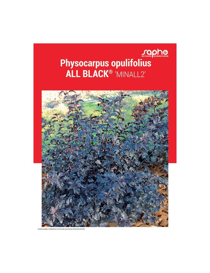 PHYSOCARPUS OPULIFOLIUS "All Black®"