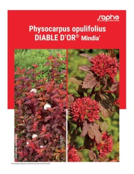 PHYSOCARPUS OPULIFOLIUS "Diable d'Or®"