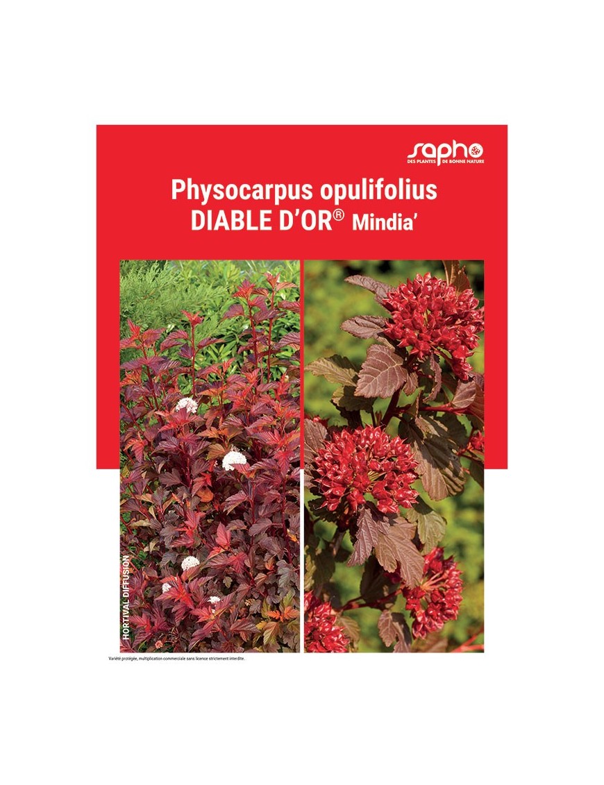 PHYSOCARPUS OPULIFOLIUS "Diable d'Or®"