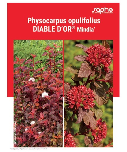 PHYSOCARPUS OPULIFOLIUS "Diable d'Or®"