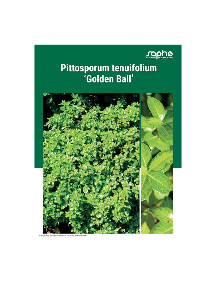 PITTOSPORUM TENUIFOLIUM "Golden Ball"