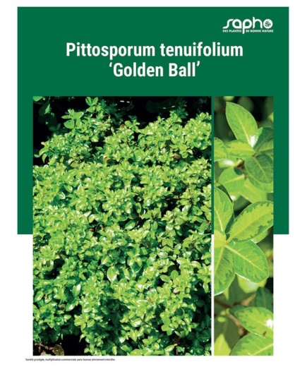 PITTOSPORUM TENUIFOLIUM "Golden Ball"