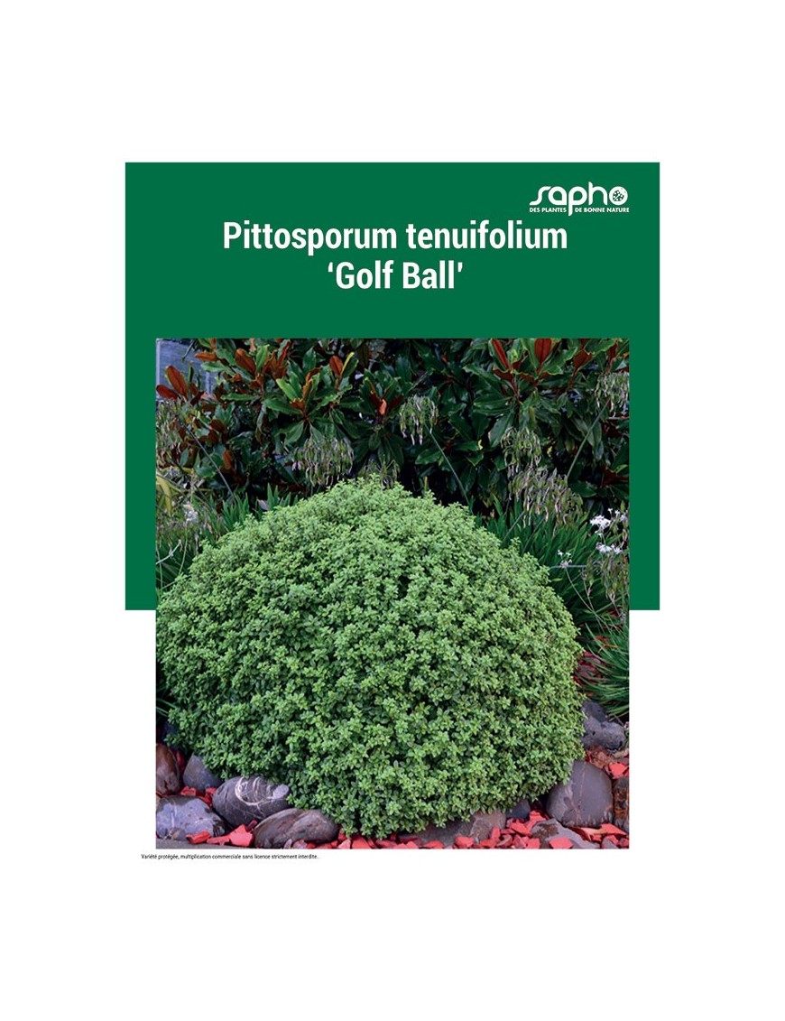 PITTOSPORUM TENUIFOLIUM "Golf Ball"