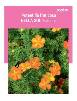 POTENTILLA FRUTICOSA "Bella Sol"
