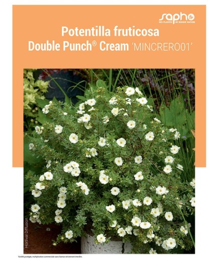 POTENTILLA FRUTICOSA "Double Punch® Cream"