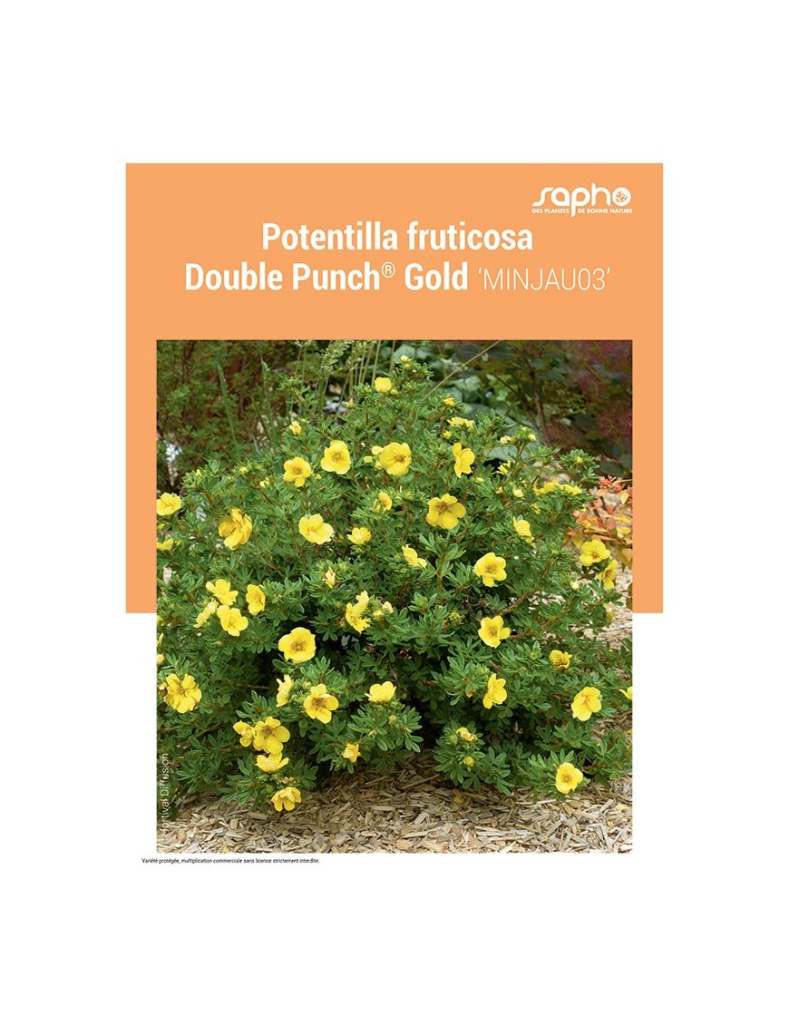 POTENTILLA FRUTICOSA "Double Punch® Gold"