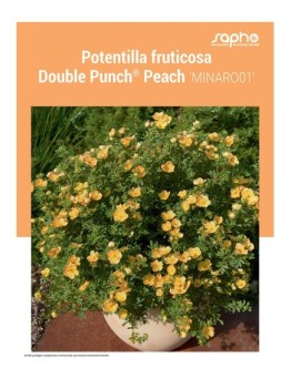 POTENTILLA FRUTICOSA "Double Punch® Peach"