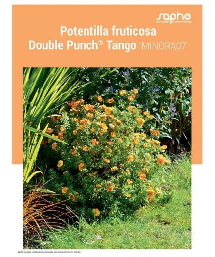 POTENTILLA FRUTICOSA "Double Punch® Tango"
