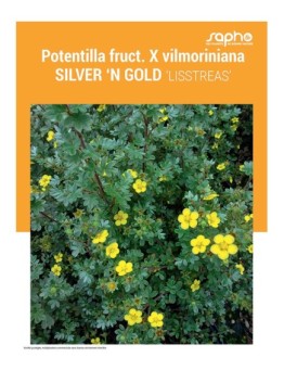 POTENTILLA FRUTICOSA X VILMORINIANA "Silver'n Gold"