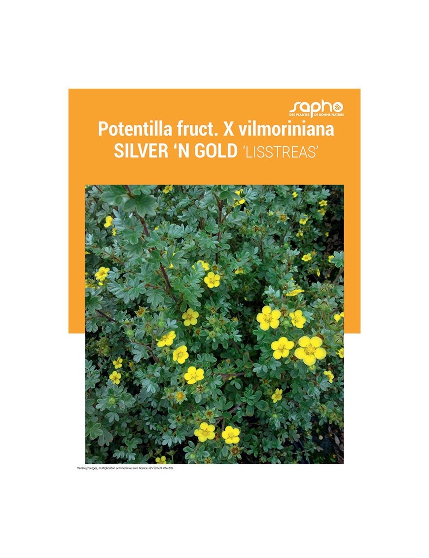 POTENTILLA FRUTICOSA X VILMORINIANA "Silver'n Gold"