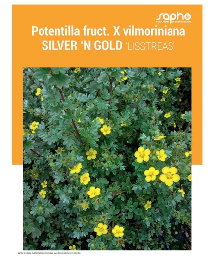 POTENTILLA FRUTICOSA X VILMORINIANA "Silver'n Gold"