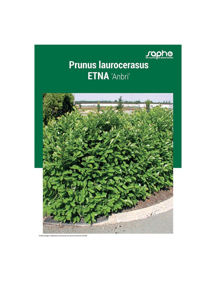 PRUNUS LAUROCERASUS "Etna"