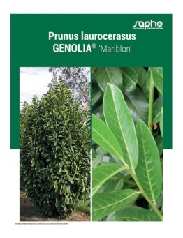 PRUNUS LAUROCERASUS "Genolia®"